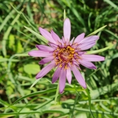 Tragopogon porrifolius subsp. porrifolius at Jerrabomberra, ACT - 21 Oct 2023