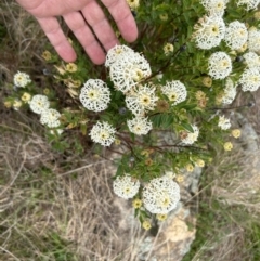 Pimelea treyvaudii (Grey Riceflower) at Paddys River, ACT - 14 Oct 2023 by dwise