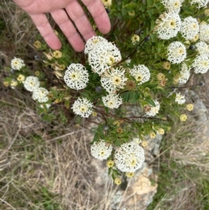 Pimelea treyvaudii at Paddys River, ACT - 15 Oct 2023