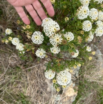 Pimelea treyvaudii (Grey Riceflower) at Paddys River, ACT - 14 Oct 2023 by dwise