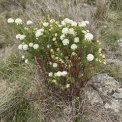 Pimelea treyvaudii at Paddys River, ACT - 15 Oct 2023