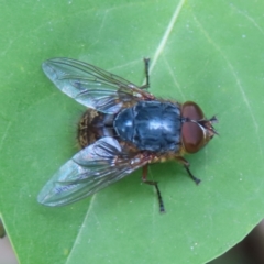 Calliphora stygia (Brown blowfly or Brown bomber) at Braidwood, NSW - 20 Oct 2023 by MatthewFrawley