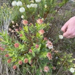 Pimelea treyvaudii (Grey Riceflower) at Bullen Range - 15 Oct 2023 by dwise