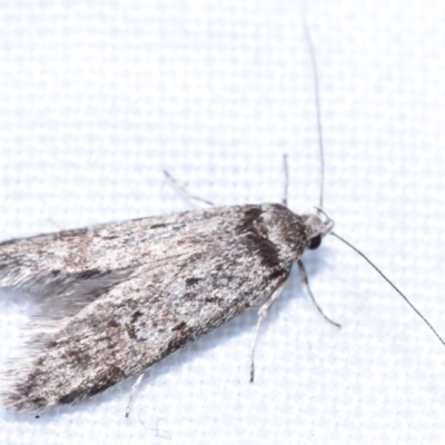 Endrosis sarcitrella at Jerrabomberra, NSW - 20 Oct 2023 by DianneClarke