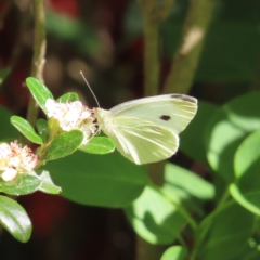 Pieris rapae (Cabbage White) at Braidwood, NSW - 20 Oct 2023 by MatthewFrawley