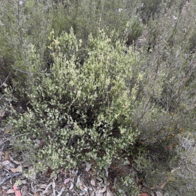 Brachyloma daphnoides (Daphne Heath) at Paddys River, ACT - 14 Oct 2023 by dwise