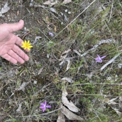 Glossodia major (Wax Lip Orchid) at Paddys River, ACT - 15 Oct 2023 by dwise