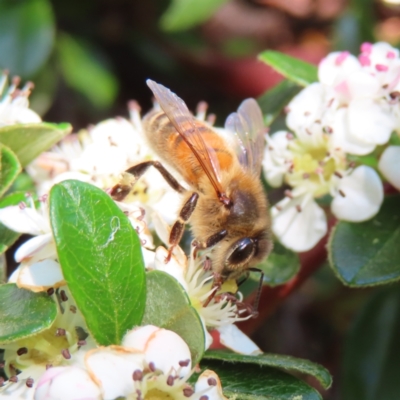 Apis mellifera (European honey bee) at Braidwood, NSW - 20 Oct 2023 by MatthewFrawley