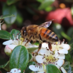 Apis mellifera at Braidwood, NSW - 20 Oct 2023 04:06 PM