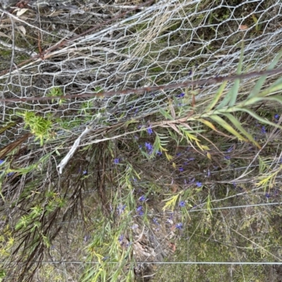 Stypandra glauca (Nodding Blue Lily) at Paddys River, ACT - 15 Oct 2023 by dwise
