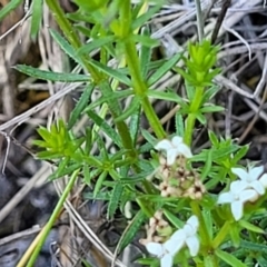 Asperula conferta at Gundaroo, NSW - 21 Oct 2023