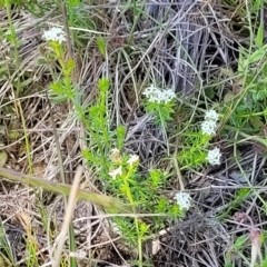 Asperula conferta at Gundaroo, NSW - 21 Oct 2023