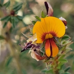 Pultenaea procumbens at Gundaroo, NSW - 21 Oct 2023 10:40 AM