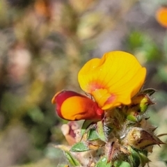 Pultenaea procumbens at Gundaroo, NSW - 21 Oct 2023 10:40 AM