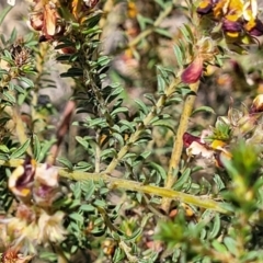 Pultenaea procumbens at Gundaroo, NSW - 21 Oct 2023 10:40 AM