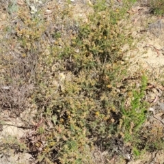 Pultenaea procumbens at Gundaroo, NSW - 21 Oct 2023 10:40 AM