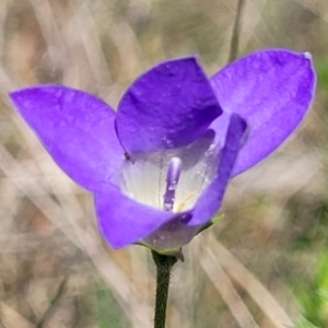 Wahlenbergia sp. at Gundaroo, NSW - 21 Oct 2023