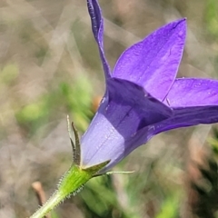 Wahlenbergia sp. at Gundaroo, NSW - 21 Oct 2023