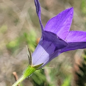 Wahlenbergia sp. at Gundaroo, NSW - 21 Oct 2023