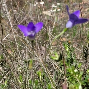 Wahlenbergia sp. at Gundaroo, NSW - 21 Oct 2023