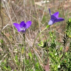 Wahlenbergia sp. at Gundaroo, NSW - 21 Oct 2023