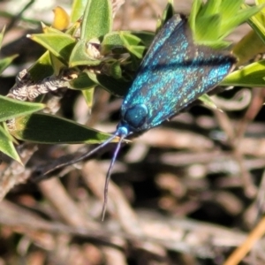 Pollanisus (genus) at Gundaroo, NSW - 21 Oct 2023