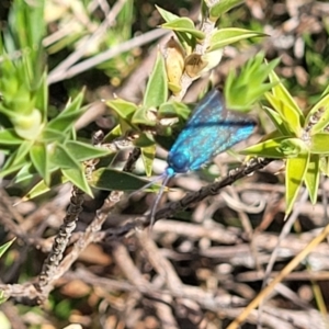 Pollanisus (genus) at Gundaroo, NSW - 21 Oct 2023