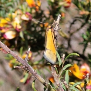 Philobota undescribed species near arabella at Gundaroo, NSW - 21 Oct 2023 10:34 AM