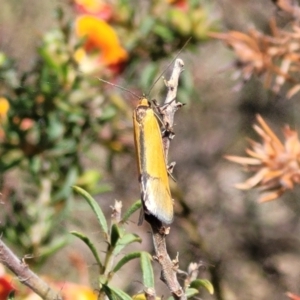 Philobota undescribed species near arabella at Gundaroo, NSW - 21 Oct 2023 10:34 AM