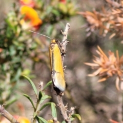 Philobota undescribed species near arabella at Gundaroo, NSW - 21 Oct 2023