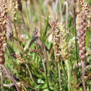 Plantago coronopus at Sutton, NSW - 21 Oct 2023 10:15 AM