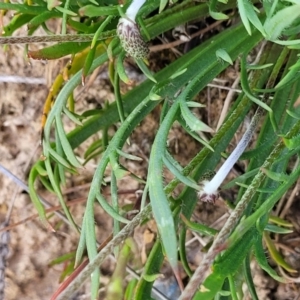 Plantago coronopus at Sutton, NSW - 21 Oct 2023 10:15 AM