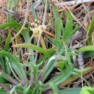 Plantago coronopus at Sutton, NSW - 21 Oct 2023 10:15 AM