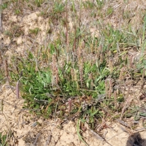 Plantago coronopus at Sutton, NSW - 21 Oct 2023 10:15 AM