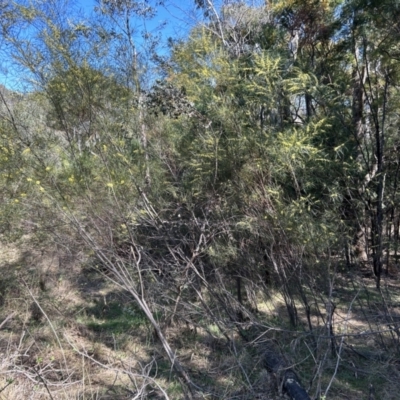 Acacia boormanii (Snowy River Wattle) at Pine Island to Point Hut - 30 Sep 2023 by dwise