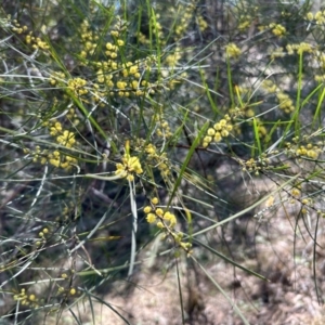 Acacia boormanii at Greenway, ACT - 30 Sep 2023