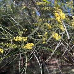 Acacia boormanii at Greenway, ACT - 30 Sep 2023