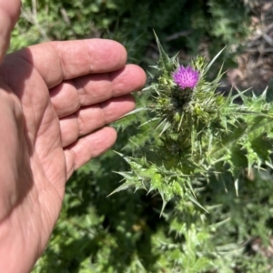 Carduus pycnocephalus at Tuggeranong, ACT - 30 Sep 2023