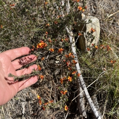 Dillwynia sericea (Egg And Bacon Peas) at Paddys River, ACT - 30 Sep 2023 by dwise