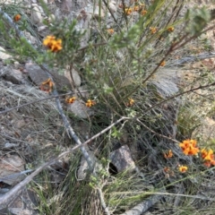 Dillwynia sericea at Paddys River, ACT - 30 Sep 2023 02:19 PM