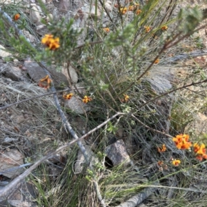 Dillwynia sericea at Paddys River, ACT - 30 Sep 2023 02:19 PM