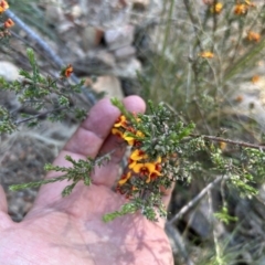 Dillwynia sericea at Paddys River, ACT - 30 Sep 2023