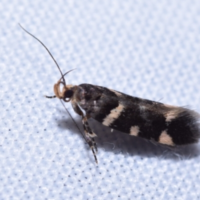 Macrobathra leucopeda (A Gelechioid moth) at Jerrabomberra, NSW - 20 Oct 2023 by DianneClarke