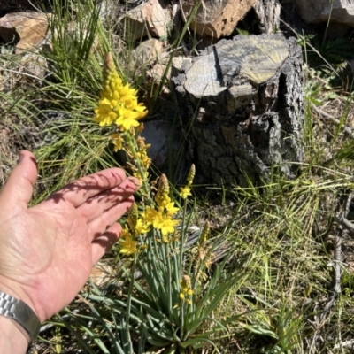 Bulbine glauca (Rock Lily) at Paddys River, ACT - 30 Sep 2023 by dwise