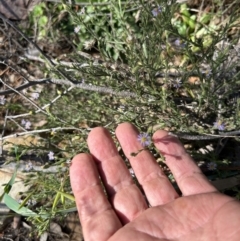 Vittadinia cuneata var. cuneata (Fuzzy New Holland Daisy) at Paddys River, ACT - 30 Sep 2023 by dwise