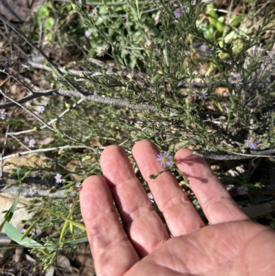 Vittadinia cuneata var. cuneata (Fuzzy New Holland Daisy) at Paddys River, ACT - 30 Sep 2023 by dwise