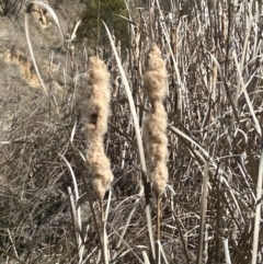 Typha orientalis (Broad-leaved Cumbumgi) at Bullen Range - 28 Sep 2023 by dwise