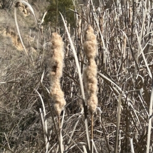 Typha orientalis at Tuggeranong, ACT - 28 Sep 2023