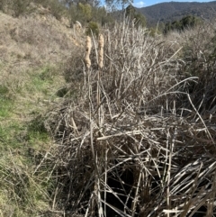 Typha orientalis at Tuggeranong, ACT - 28 Sep 2023