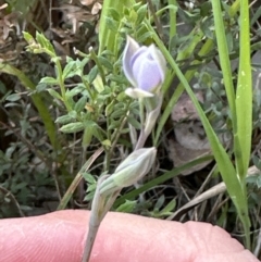 Thelymitra sp. (A Sun Orchid) at Cook, ACT - 21 Oct 2023 by lbradley